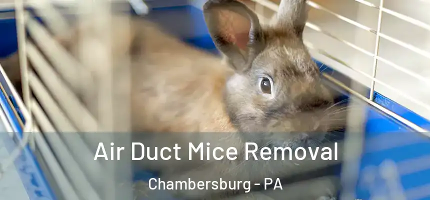 Air Duct Mice Removal Chambersburg - PA